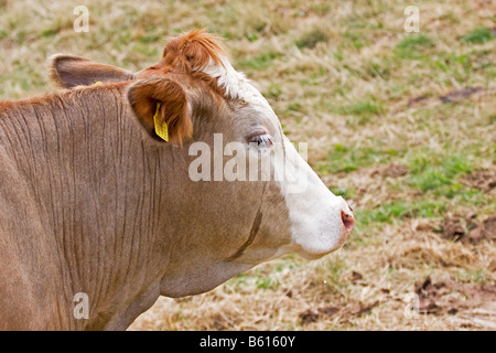 Portrait einer Kuh, Fleckvieh Stockfoto