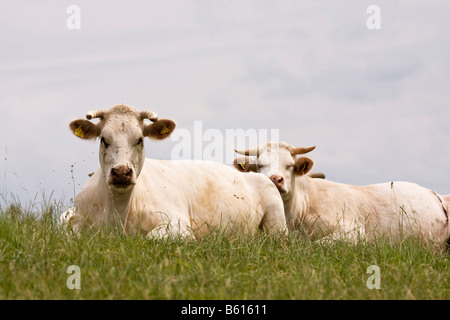 Zwei Charolais-Kühe auf einer Wiese liegen Stockfoto