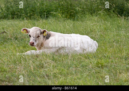 Charolais-Kalb liegend auf einer Wiese Stockfoto