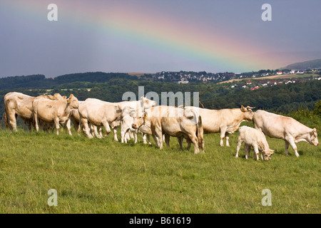 Charolais Rinderherde (Bos Taurus) grasen auf einer Wiese unter einem Regenbogen Stockfoto