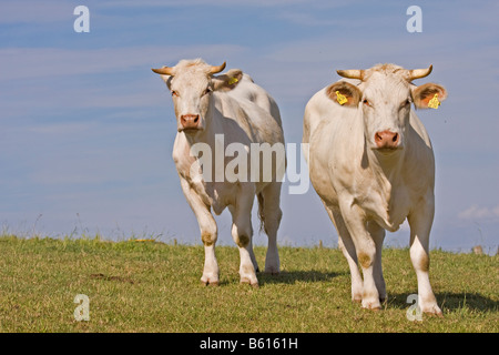 Zwei Charolais Kühe (Bos Taurus) stehen auf einer Wiese Stockfoto