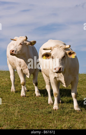 Zwei Charolais Kühe (Bos Taurus) stehen auf einer Wiese Stockfoto