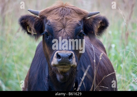 Scottish Highland Cow Stockfoto