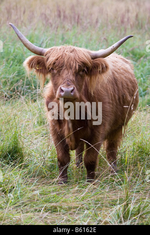 Scottish Highland Cow Stockfoto
