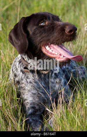 Deutsch Drahthaar, Jagdhund, portrait Stockfoto