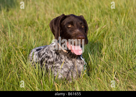 Deutsch Drahthaar, Jagdhund, liegend auf einer Wiese, Porträt Stockfoto