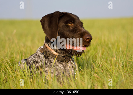 Deutsch Drahthaar, Jagdhund, liegend auf einer Wiese, Porträt Stockfoto