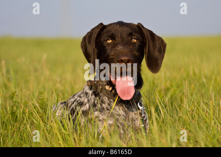 Deutsch Drahthaar, Jagdhund, liegend auf einer Wiese, Porträt Stockfoto