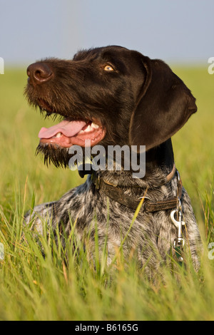Deutsch Drahthaar, Jagdhund, liegend auf einer Wiese, Porträt Stockfoto
