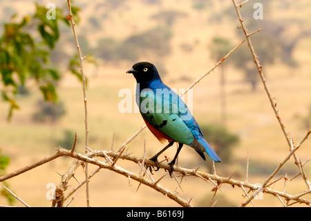 Superb Starling (Glanzstare Superbus), Tarangire Nationalpark, Tansania, Afrika Stockfoto