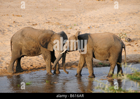 Bekämpfung der afrikanischen Bush Elefantenbullen (Loxodonta Africana) am Ufer des Flusses Tarangire, Tarangire Nationalpark, Tansania Stockfoto