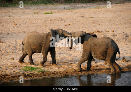 Bekämpfung der afrikanischen Bush Elefantenbullen (Loxodonta Africana) am Ufer des Flusses Tarangire, Tarangire Nationalpark, Tansania Stockfoto