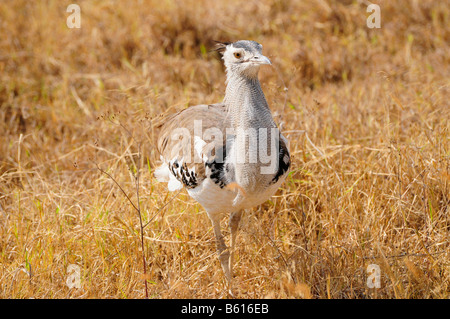 Kori Bustard (Ardeotis Kori), Ngorongoro-Krater, Ngorongoro Conservation Area, Tansania, Afrika Stockfoto