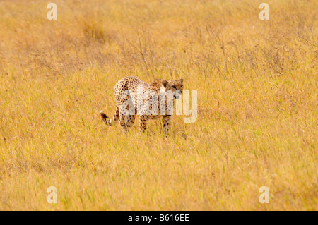 Männliche Geparden (Acinonyx Jubatus), Ngorongoro-Krater, Ngorongoro Conservation Area, Tansania, Afrika Stockfoto