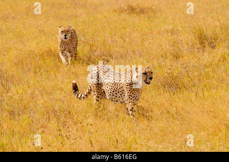 Zwei männliche Geparde (Acinonyx Jubatus), Ngorongoro-Krater Ngorongoro Conservation Area, Tansania, Afrika Stockfoto