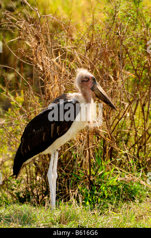 Marabou Storch (Leptoptilos Crumeniferus), Serengeti Nationalpark, Tansania, Afrika Stockfoto