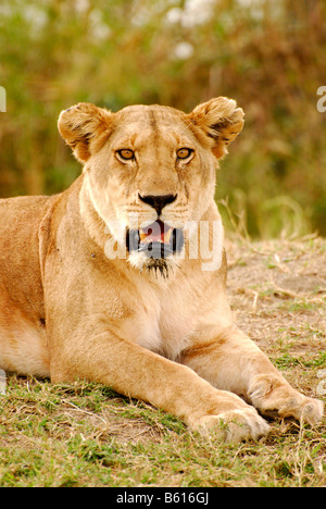 Löwin (Panthera Leo), Serengeti Nationalpark, Tansania, Afrika Stockfoto