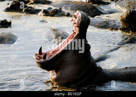 Flusspferd (Hippopotamus Amphibius), Gähnen in Retina Hippo Pool, Serengeti Nationalpark, Tansania, Afrika Stockfoto