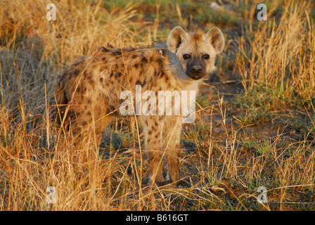 Jung entdeckte Hyäne oder lachen Hyänen (Crocuta Crocuta), Cub, am Abend Licht, Serengeti Nationalpark, Tansania, Afrika Stockfoto