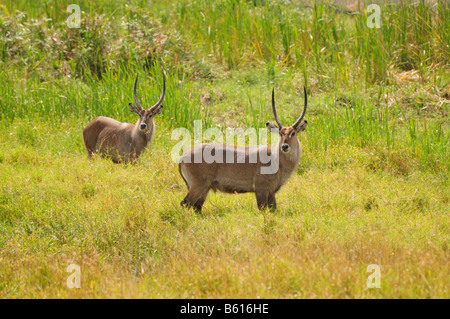 Defassa Wasserbock (Kobus Ellipsiprymnus Defassa), zwei Männchen, Serengeti Nationalpark, Tansania, Afrika Stockfoto