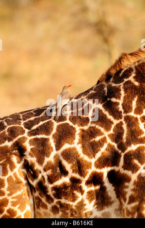 Rot-billed Oxpecker (Buphagus Erythrorhynchus) auf der Rückseite einer Masai-Giraffe (Giraffa Plancius Tippelskirchi) Stockfoto