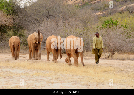 Young African Bush Elefanten (Loxodonta Africana) im Wiedereinführung in die Wildnis von einer Arbeitskraft des David Sheldrick Wildlife Stockfoto