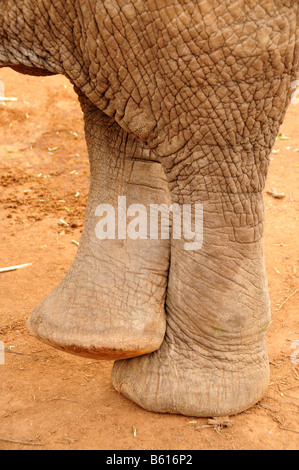 Füße eines afrikanischen Bush Elefanten (Loxodonta Africana) in bequemen gekreuzten Position, Tsavo East Nationalpark, Kenia, Afrika Stockfoto