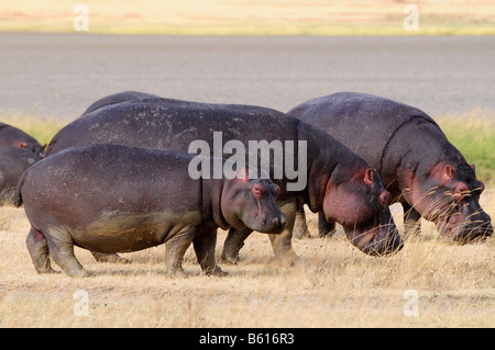 Flusspferd (Hippopotamus Amphibius), Ngorongoro-Krater Ngorongoro Conservation Area, Tansania, Afrika Stockfoto