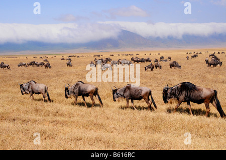 Gnus (Connochaetes Taurinus) vor der Wolke gehüllt Rand des Ngorongoro-Kraters Stockfoto