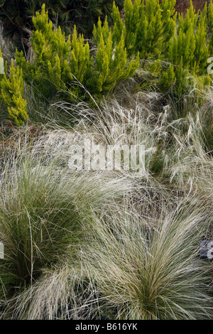 STIPA TENUISSIMA UND ERICA ARBOREA ALBERTS GOLD IM WINTERGARTEN BEI RHS ROSEMOOR Stockfoto