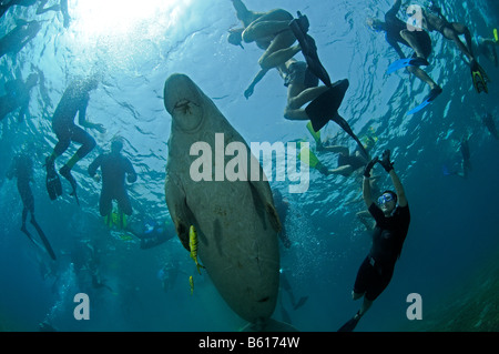 Dugong Dugon Dugong und Scuba Diver, Rotes Meer Stockfoto