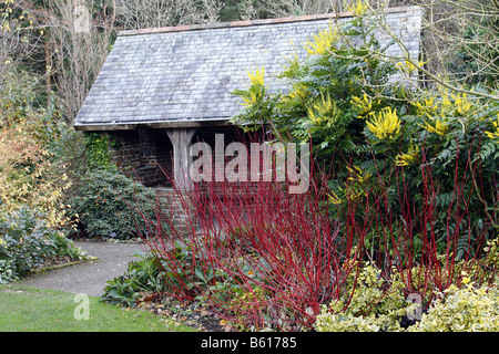 MAHONIA X MEDIA LIONEL FORTESCUE AGM UND CORNUS ALBA SIBIRICA AGM IM WINTERGARTEN Stockfoto