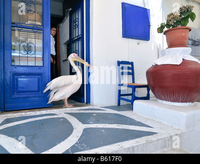 Pelikan, Touristenattraktion in Mykonos Stadt, steht man vor einer blauen Tür öffnen mit einem Mann auf der Suche, Mykonos, Cyclades Stockfoto