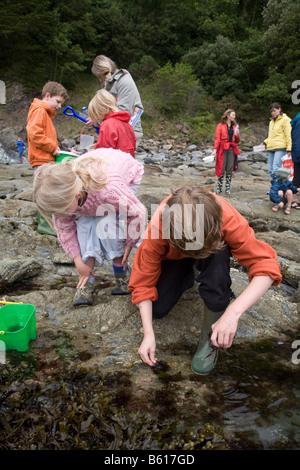 Menschen Rock pooling bei Durgan Helford cornwall Stockfoto