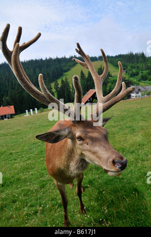 Männliche Hirsche (Cervidae), vor das Kaltenbronn Infozentrum Kaltenbronn Natur und Wald-Schutzgebiet Stockfoto