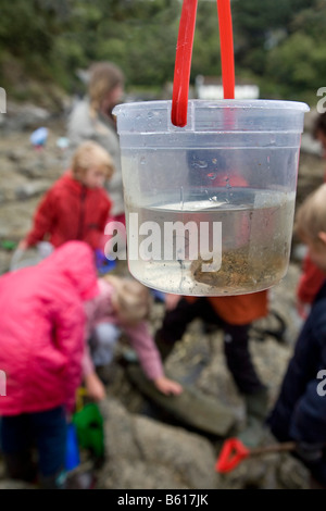 Fisch gefangen Rock pooling Durgan cornwall Stockfoto