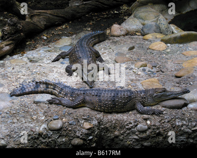 Australische Süßwasser Krokodil (Crocodylus Johnsoni), auch genannt Freshie, in einem Zoo in Europa. Stockfoto