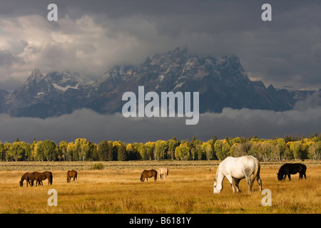 Pferde grasen auf ein Feld unterhalb der Grand Teton Bergkette. Stockfoto