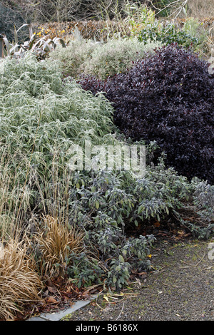 GUTE WINTER SCHACHTS PHORMIUM TENAX PURPUREA MOLINIA CAERULEA CAERULEA VARIEGATA PITTOSPORUM TENUIFOLIUM TOM THUMB Stockfoto