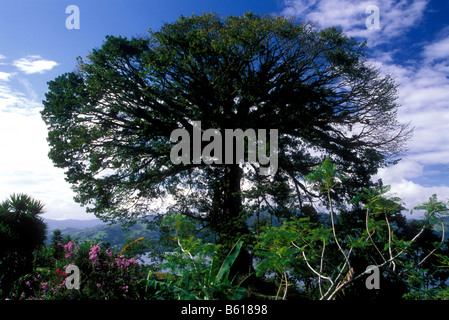 Alten Ceiba Baum, Lake Arenal Reservoir, Costa Rica, Mittelamerika Stockfoto