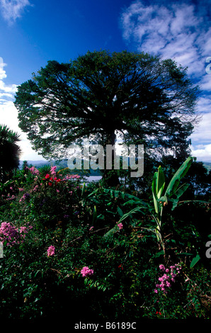 Alten Ceiba Baum, Lake Arenal Reservoir, Costa Rica, Mittelamerika Stockfoto