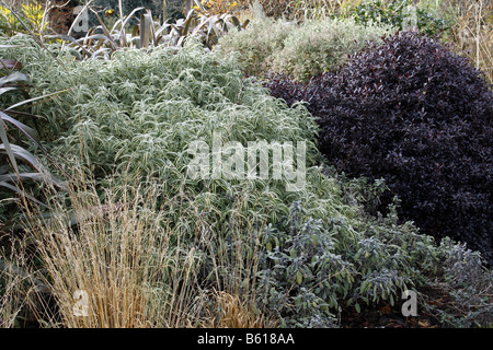 GUTE WINTER SCHACHTS PHORMIUM TENAX PURPUREA MOLINIA CAERULEA CAERULEA VARIEGATA PITTOSPORUM TENUIFOLIUM TOM THUMB Stockfoto