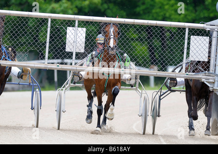 Trab-Rennen, Traber Weg an einen Fliegenanfang, Daglfing, München, Bayern, Oberbayern Stockfoto