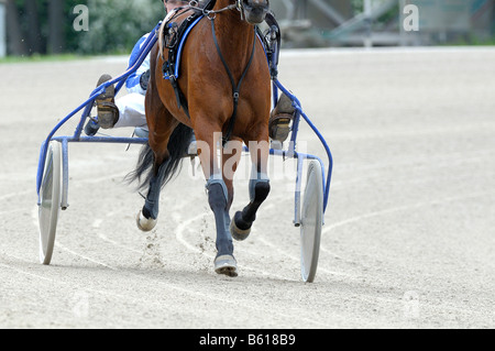 Nahaufnahme einer Trabrennbahn Rasse Traber mit einem Sulky, Daglfing, München, Upper Bavaria, Bavaria, Germany, Europs Stockfoto