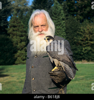 Erfahrene Falkner mit einem langen weißen Bart hält ein Wanderfalke (Falco Peregrinus), thront auf einem Falkner-Handschuh Stockfoto