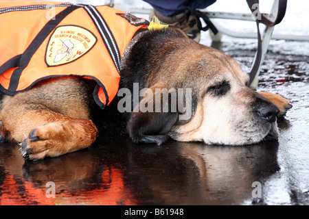 Ein Illinois und Wisconsin Suche und Rettung Bloodhound Hund Festlegung auf der nassen Fahrbahn, nachdem es geregnet hat Stockfoto