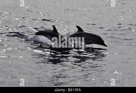 Zwei springen gestreifte Delfine (Stenella Coeruleoalba) im Mittelmeer Stockfoto