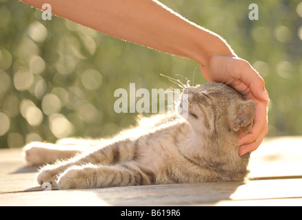 Hand streichelte junge grau Tabby Katze, Katze genießt es Stockfoto