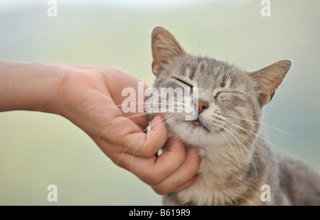 Hand streichelte junge grau Tabby Katze, Katze genießt es Stockfoto