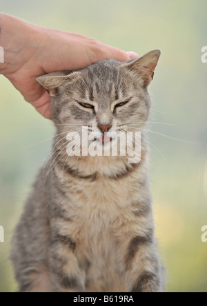 Hand streichelte junge grau Tabby Katze, Katze genießt es Stockfoto